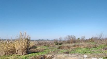 Terrain agricole de 9 000 m² à Tourbes (34120)