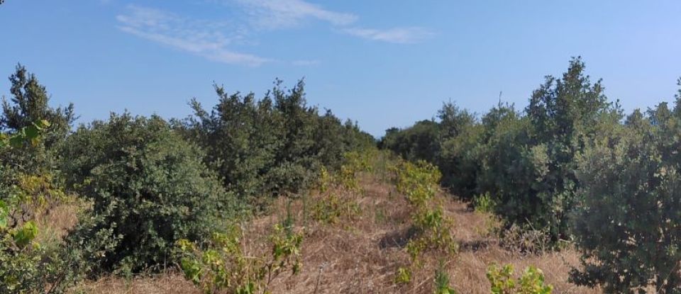 Land of 6,160 m² in Sainte-Cécile-les-Vignes (84290)