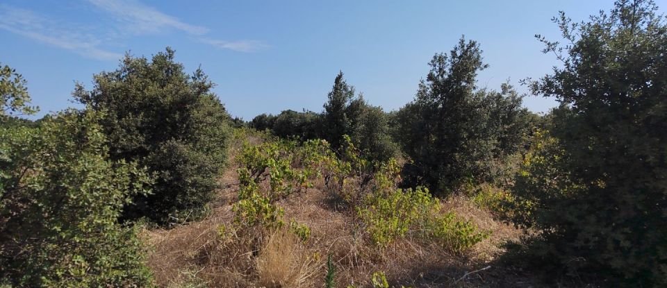 Terrain de 6 160 m² à Sainte-Cécile-les-Vignes (84290)