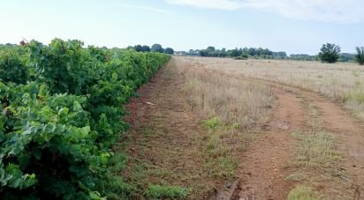 Terrain agricole de 42 000 m² à Lunel (34400)