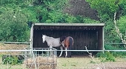 Equestrian facility 6 rooms of 110 m² in Vinneuf (89140)