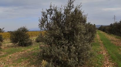 Terrain agricole de 5 708 m² à Sainte-Cécile-les-Vignes (84290)