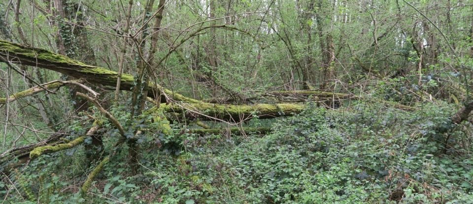 Terrain de 9 665 m² à La Chapelle-Moulière (86210)