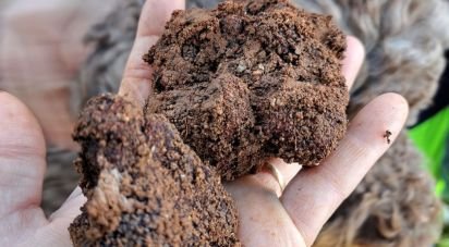 Truffle farm of 2,993 m² in Sainte-Cécile-les-Vignes (84290)