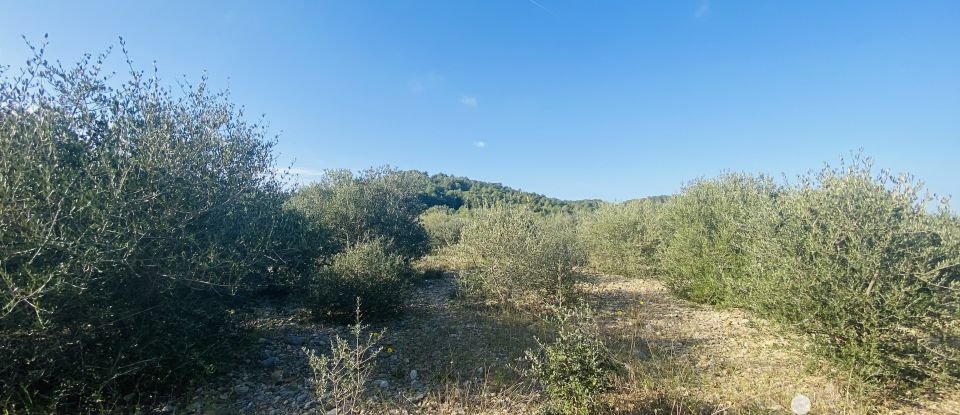 Terrain agricole de 4 910 m² à Roquefort-des-Corbières (11540)