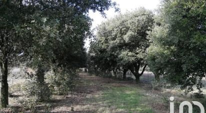 Truffle of 1,368 m² in Sainte-Cécile-les-Vignes (84290)